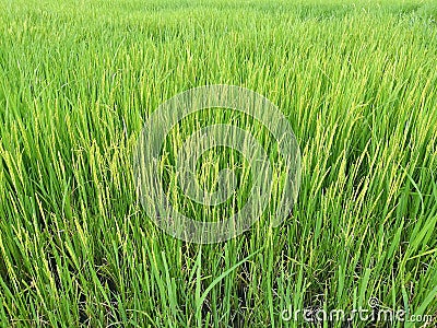 Close up of green paddy rice. Rice paddy in Thailand. Stock Photo