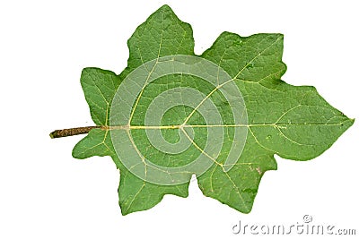 Close up of green Pea eggplant leaf with jagged edges with detailed leaf outline Stock Photo