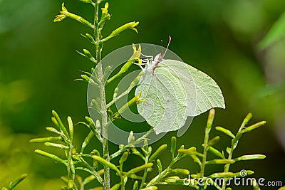 Pieridae butterfly Stock Photo