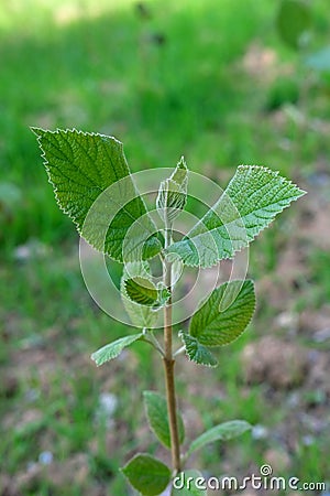 Close-up of green plant on background of grass, safe of nature, concept of global climate change, bioengineering, renewable Stock Photo