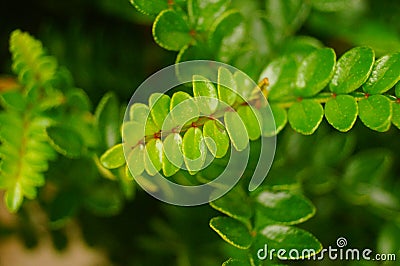 Close up of green plant mosquito repellent grass. The leaves of this plant are said to drive away mosquitoes. Stock Photo