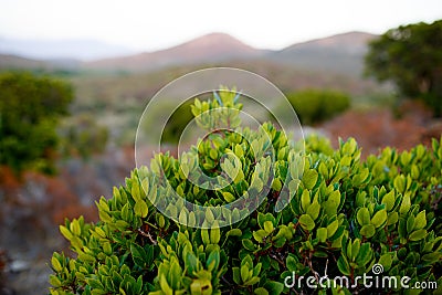 Close up of green plants on Corsica island, France, mountains landscape background. Horizontal view Stock Photo