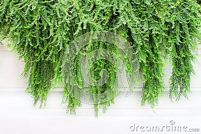 Green plants ivy on white background , nature patterns of climbing vine Stock Photo