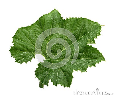 Close up green pumpkin leaf isolated on white Stock Photo