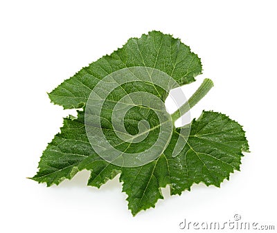 Close up green pumpkin leaf isolated on white Stock Photo