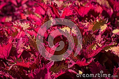 Close up green and purple coleus solenostemon hybrida leaves background Stock Photo