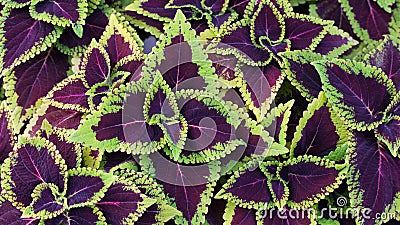 Close up green and purple coleus solenostemon hybrida leaves background Stock Photo