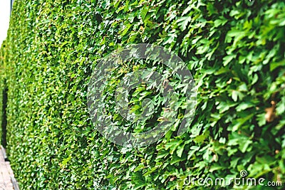 Close-up, green shrub hedge, lush vegetation, fresh green leaves for background texture Stock Photo