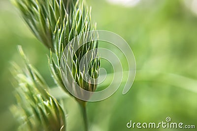 Close up of green spica on defocused background Stock Photo