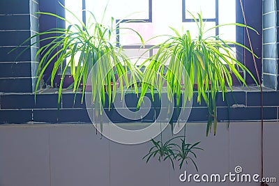 Spider plant Stock Photo