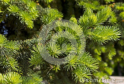 Close-up of a green spruce. Stock Photo