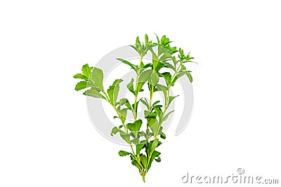 Close up green of stevia plant is herbal sweetener isolated on white background.Saved with clipping path Stock Photo