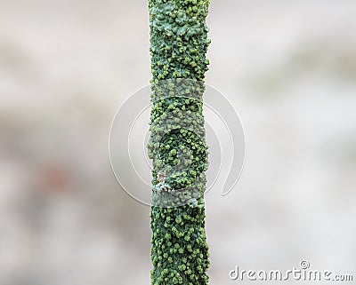 Close up of a green stick Stock Photo