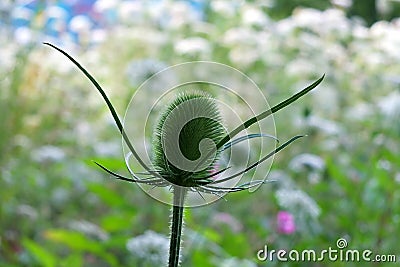 Green teasel before the flowers bloom in a summer meadow Stock Photo