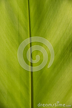 Close up green turmeric leaf for texture and background Stock Photo