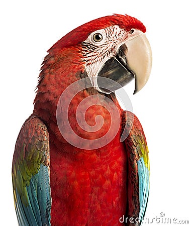 Close-up of a Green-winged Macaw, Ara chloropterus, 1 year old Stock Photo