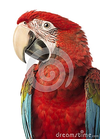 Close-up of a Green-winged Macaw, Ara chloropterus, 1 year old Stock Photo