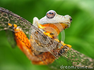 Close up Green tree frog with big eyes sitting on a dried leaf, nice crisp clean green background. Stock Photo