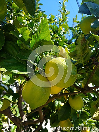 Close up green yellow lemons on tree 4k Stock Photo