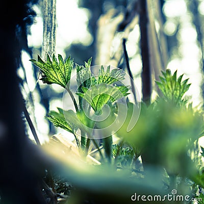 Close up of green young nettle growing in the forest. Stock Photo