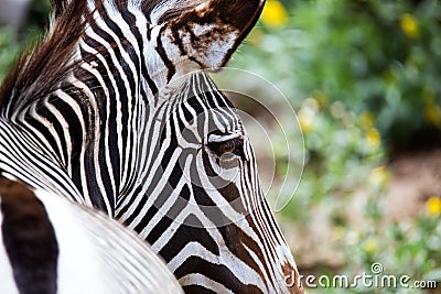 Close-up of Grevy's Zebra Stock Photo