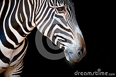 Close-up of Grevy zebra head and neck Stock Photo