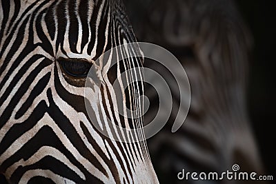 Close-up of Grevy zebra heads from side Stock Photo