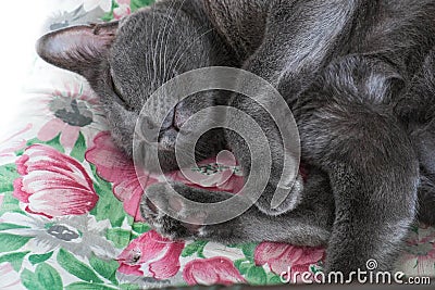 Close-up grey cat sleeping, selective focus Stock Photo