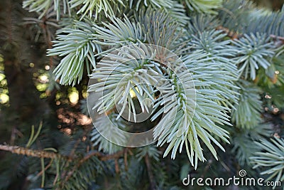 Close-up of grey green needles of spruce Stock Photo