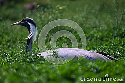 Close-up of a grey heron Stock Photo