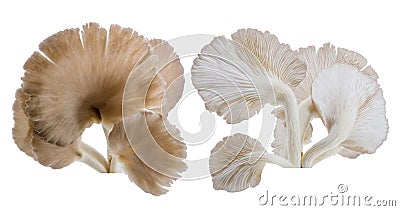 Close up of Grey oyster mushroom isolated on white background. Stock Photo