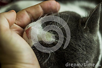 A grey and white big cat portrait and human hand Stock Photo