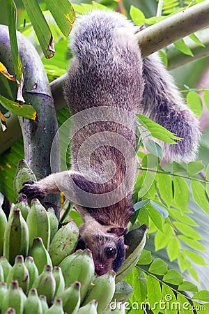 Close up of grizzled giant squirrel or Ratufa macroura Stock Photo