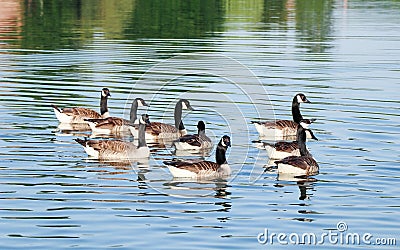 Close up of group of Canada gooses swimming in the river. Stock Photo