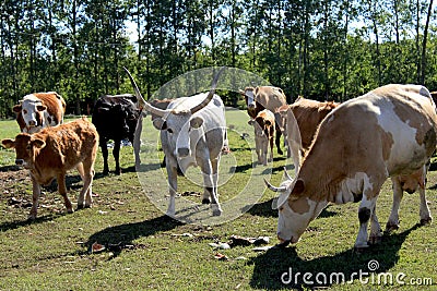 Close-up of a group of cows grazing on a field Stock Photo