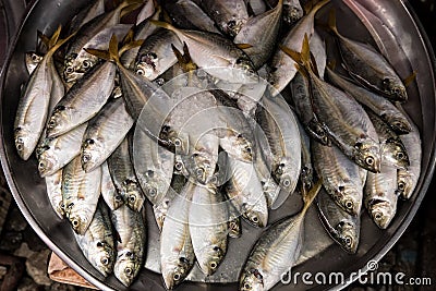 Close up group of fish arrangement on tray in fish market of Ban Stock Photo