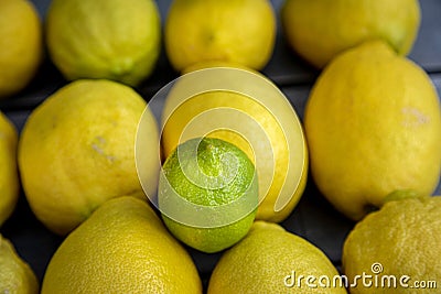 Close up of a Group of lemons with one lime on a wood table Stock Photo