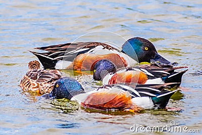 Close up of a group of Northern shoveler Spatula clypeata ducks feeding in the waters of south San Francisco bay area, Palo Alto Stock Photo