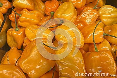 Close up of a group of orange habanero peppers Stock Photo