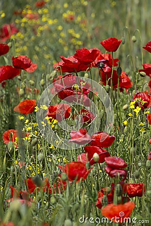 Close up of group of poppies in Hungary Stock Photo