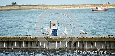 Close up of group seagulls fighting, on the pier in marina with sea in background. Stock Photo