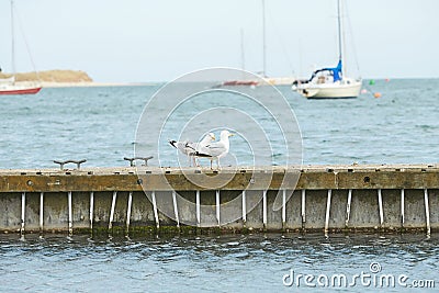 Close up of group seagulls fighting, on the pier in marina with sea in background. Stock Photo