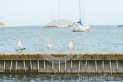 Close up of group seagulls fighting, on the pier in marina with sea in background. Stock Photo