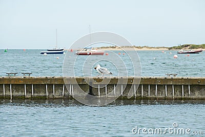 Close up of group seagulls fighting, on the pier in marina with sea in background. Stock Photo