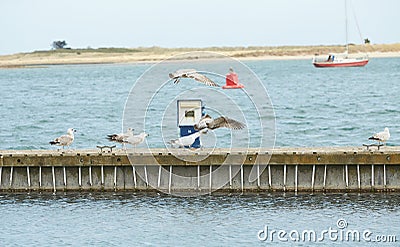 Close up of group seagulls fighting, on the pier in marina with sea in background. Stock Photo