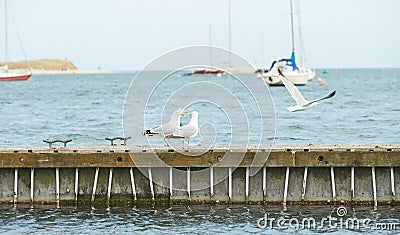 Close up of group seagulls fighting, on the pier in marina with sea in background. Stock Photo