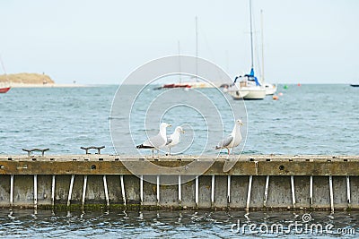 Close up of group seagulls fighting, on the pier in marina with sea in background. Stock Photo