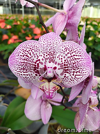 A group of white orchids with purple dots in a nursery garden. Un grupo de orquÃ­deas blancas con puntos morados en un vivero Stock Photo