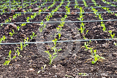 close up Grow up young salad tree row of Agricultural farming Stock Photo