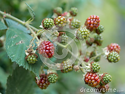 Close-up of growing wild blackberry Rubus branch. Unripe fruits Stock Photo